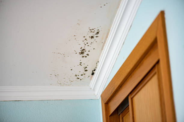 Best Attic Mold Removal  in Woodsboro, MD