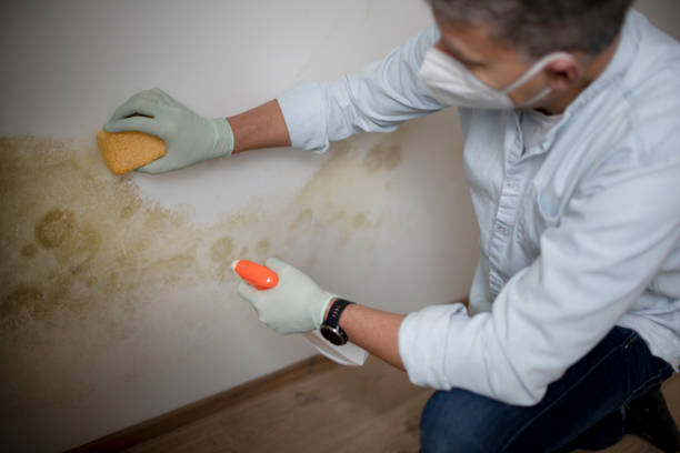 Best Mold Remediation  in Woodsboro, MD