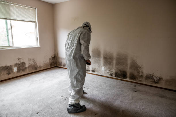 Crawl Space Mold Removal in Woodsboro, MD
