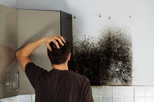 Best Toxic Mold Removal  in Woodsboro, MD
